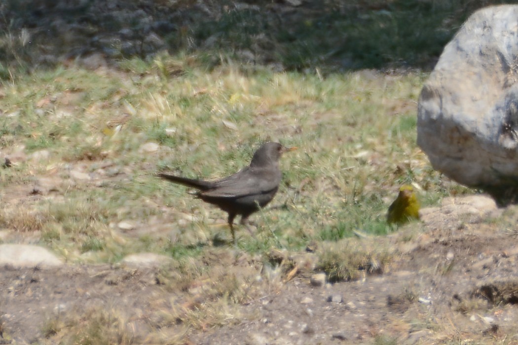 Common Blackbird