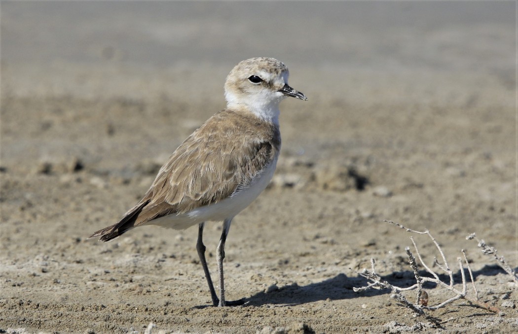 Kentish Plover