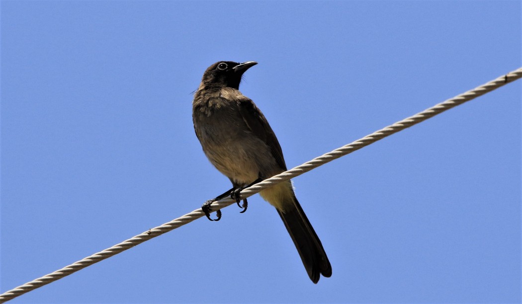 White-spectacled Bulbul