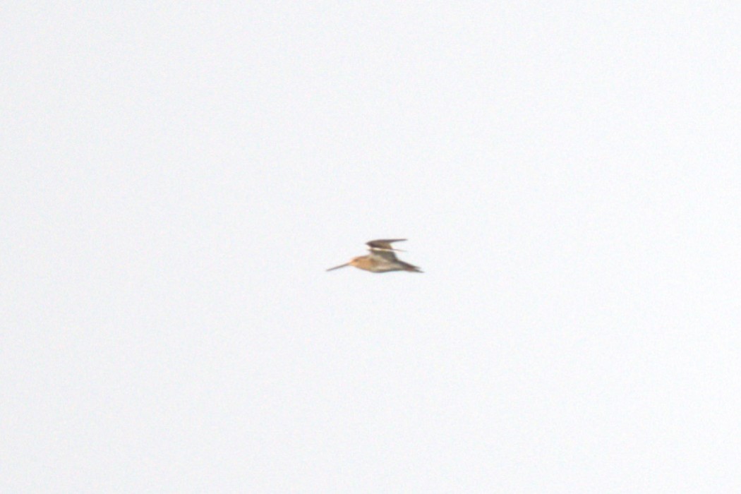 Common Snipe