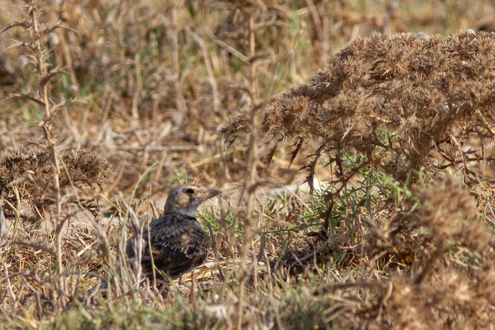 Calandra Lark