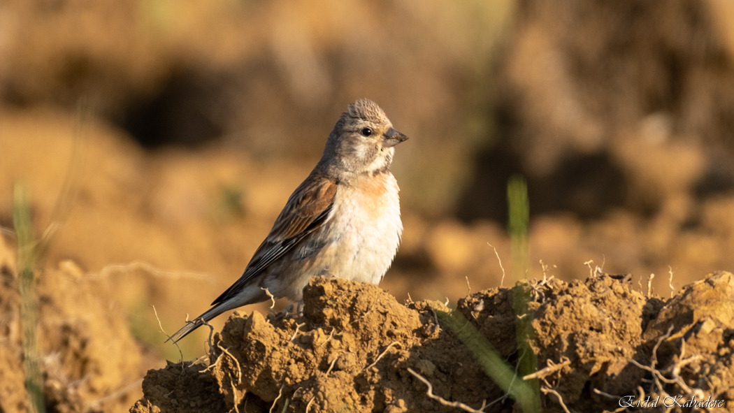 Common Linnet