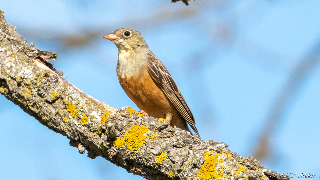 Ortolan Bunting