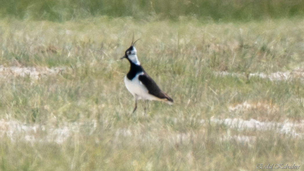 Northern Lapwing