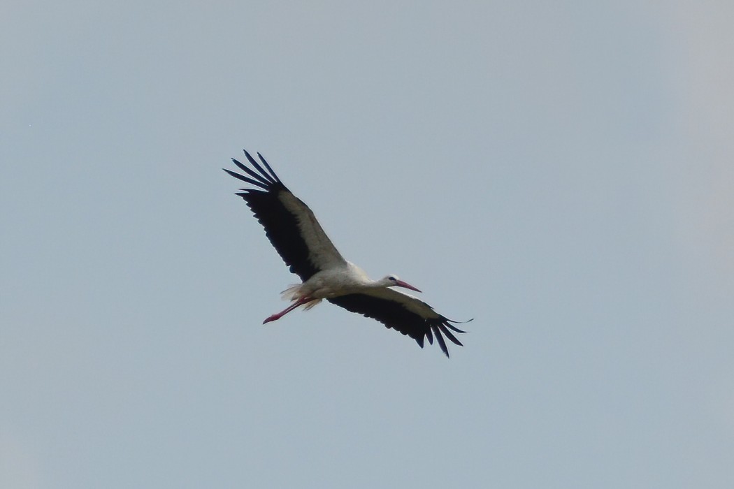 White Stork
