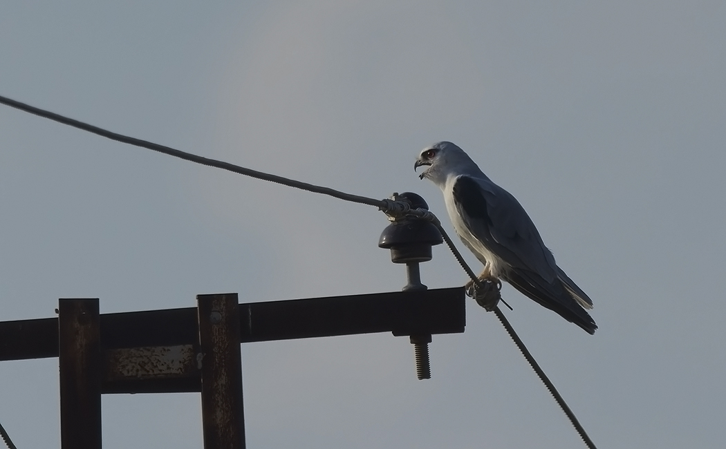 Black-winged Kite