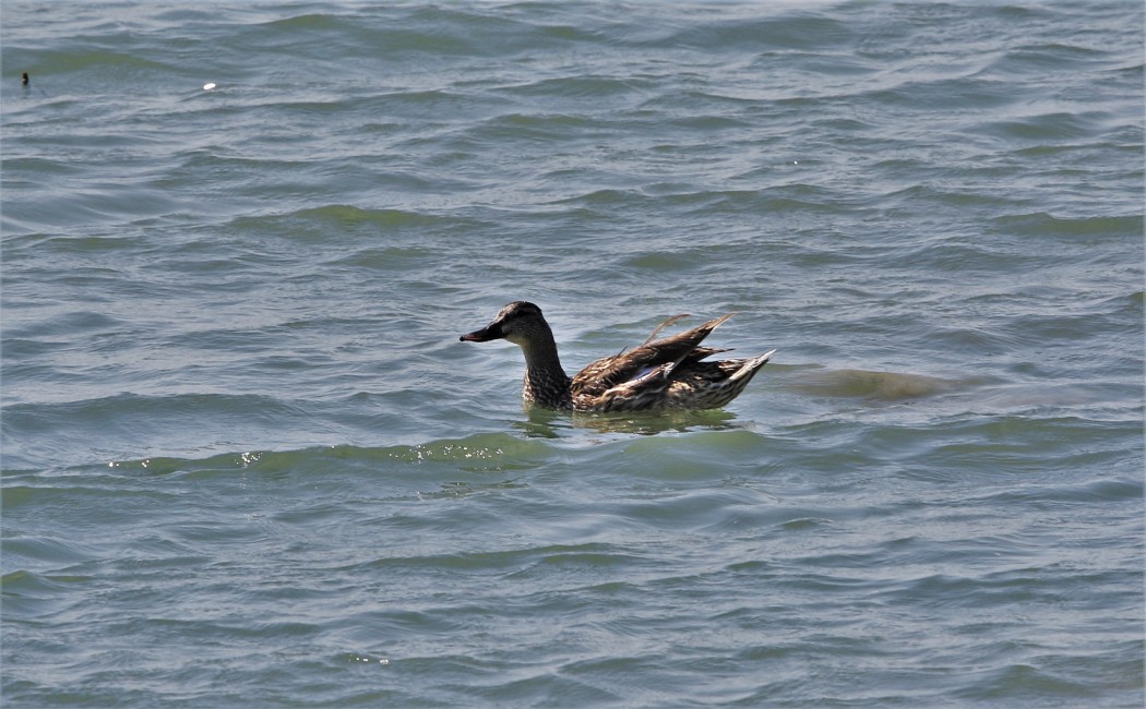 Mallard