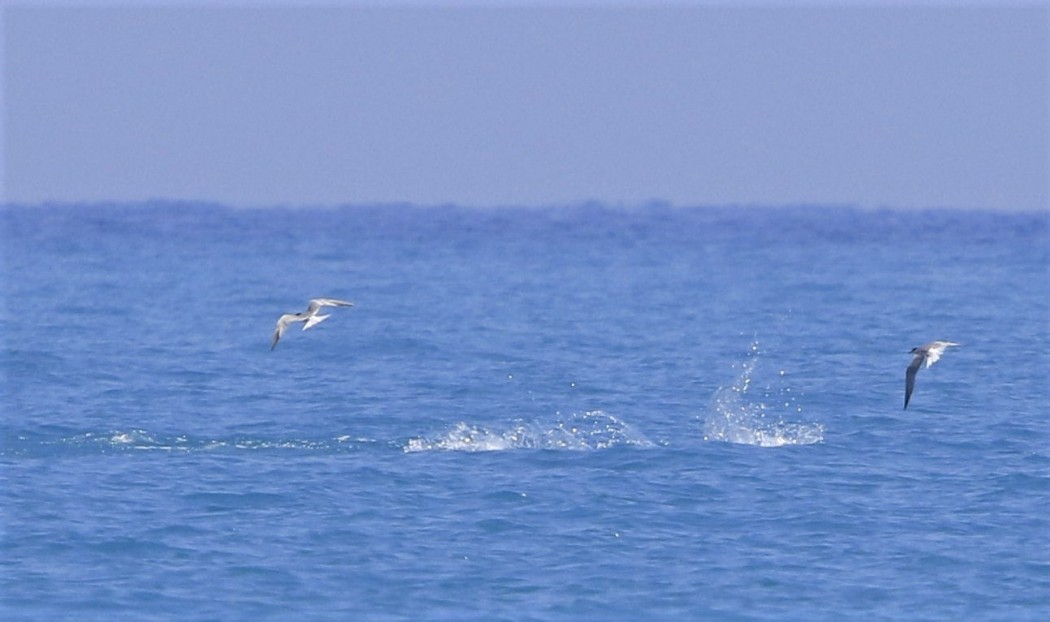 Common Tern