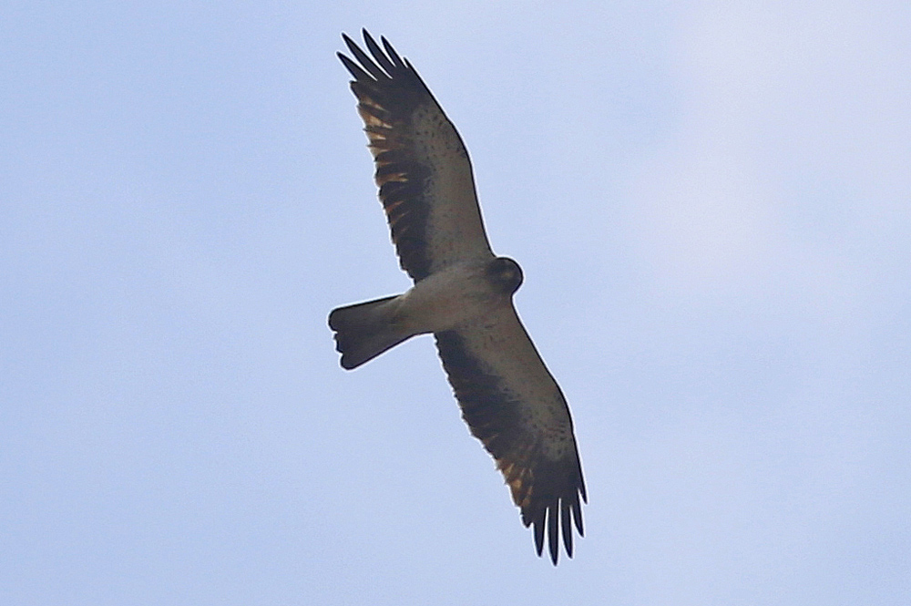 Booted Eagle