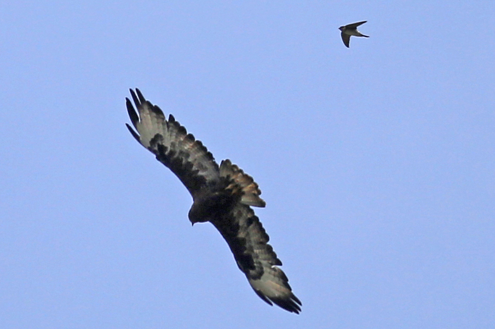 Golden Eagle