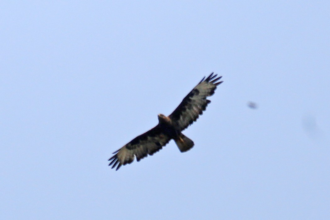 Golden Eagle