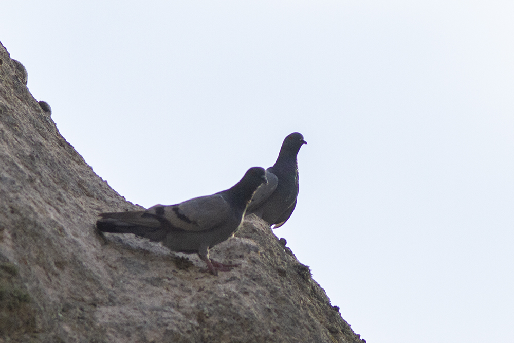 Rock Dove