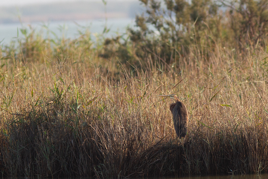Purple Heron