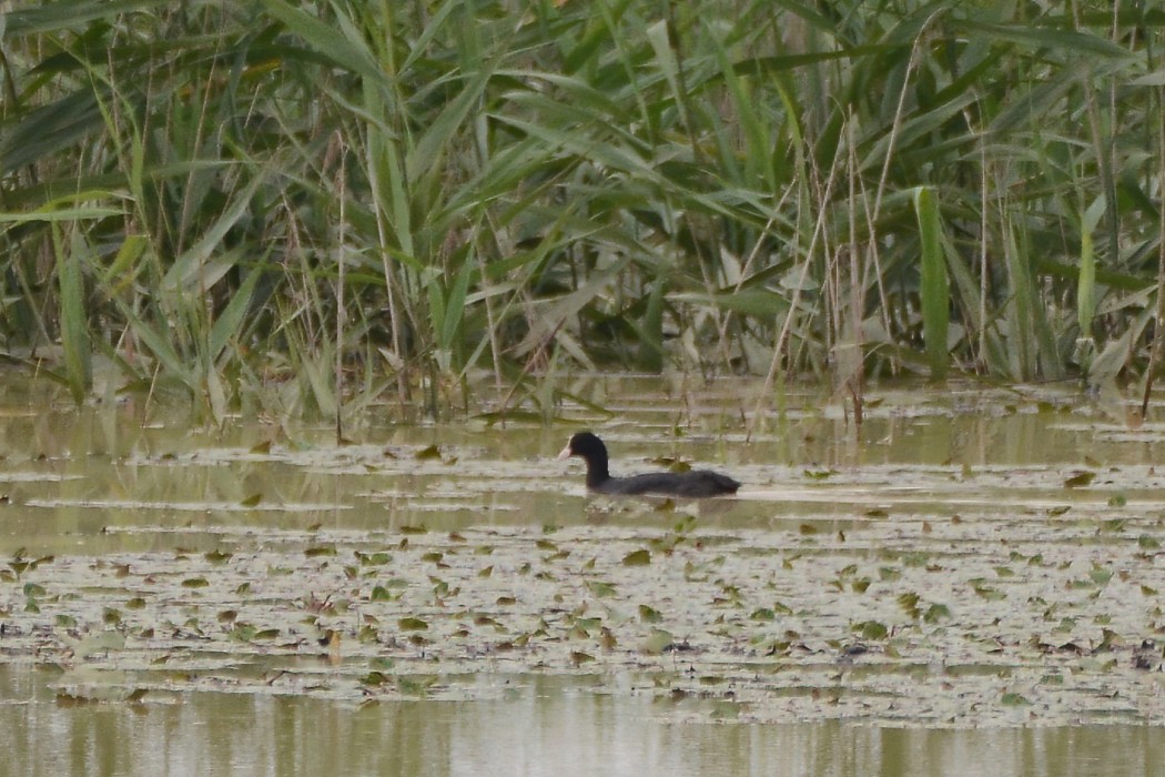 Eurasian Coot
