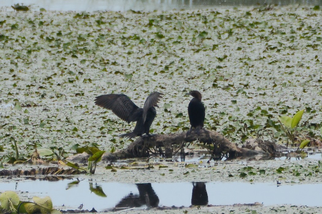 Pygmy Cormorant