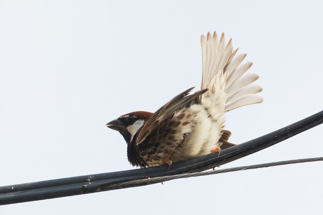Spanish Sparrow