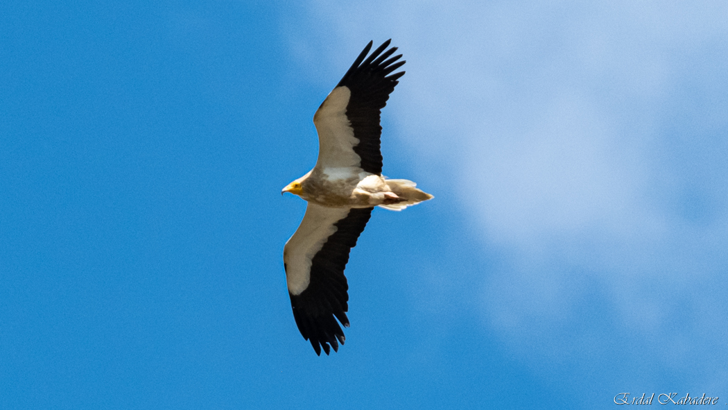 Egyptian Vulture