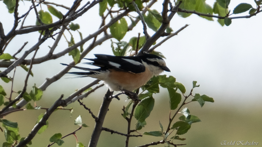 Masked Shrike