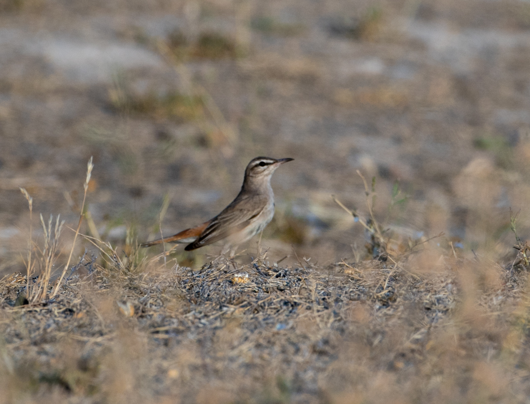 Rufous-tailed Scrub Robin