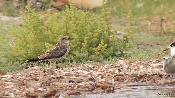 Collared Pratincole