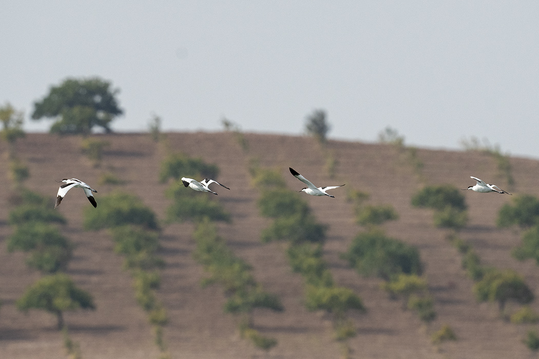 Pied Avocet