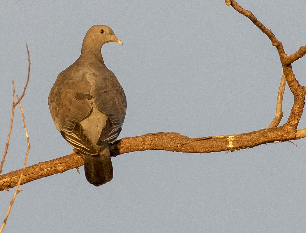 Common Wood Pigeon