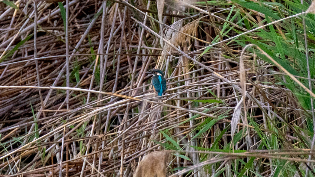Common Kingfisher