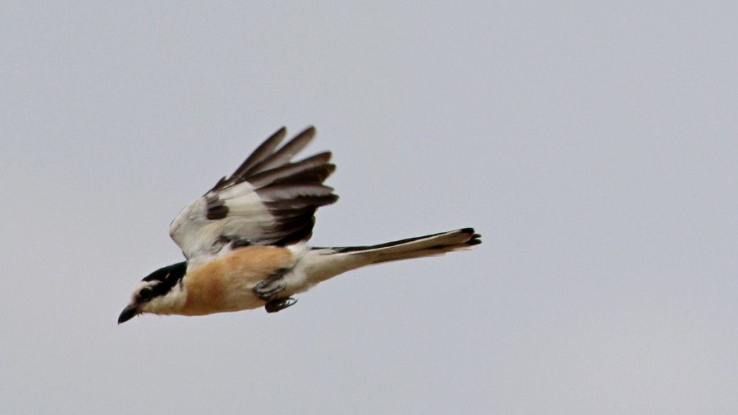 Masked Shrike