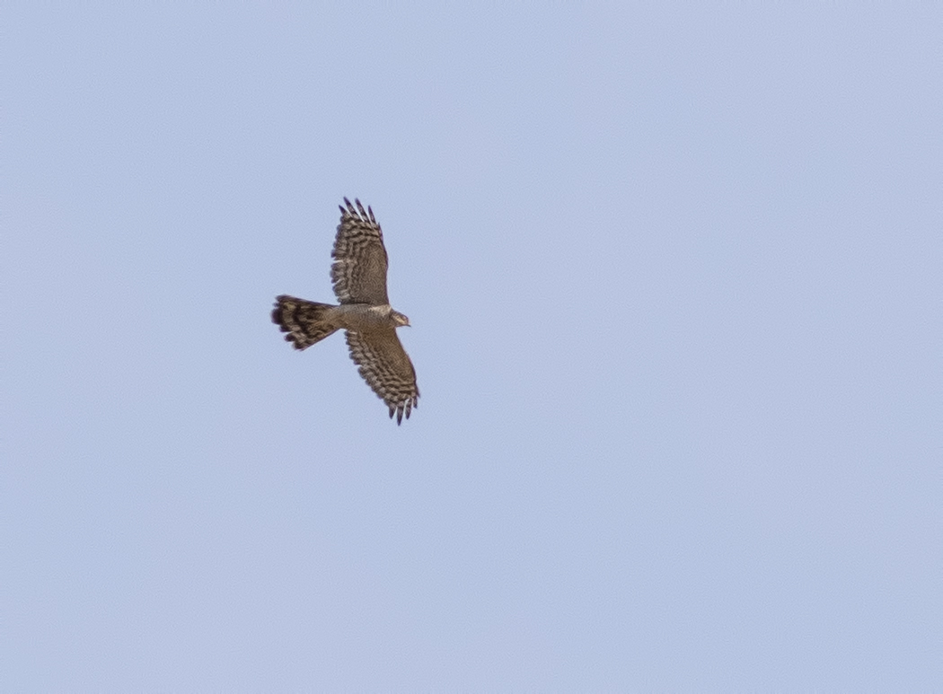 Eurasian Sparrowhawk