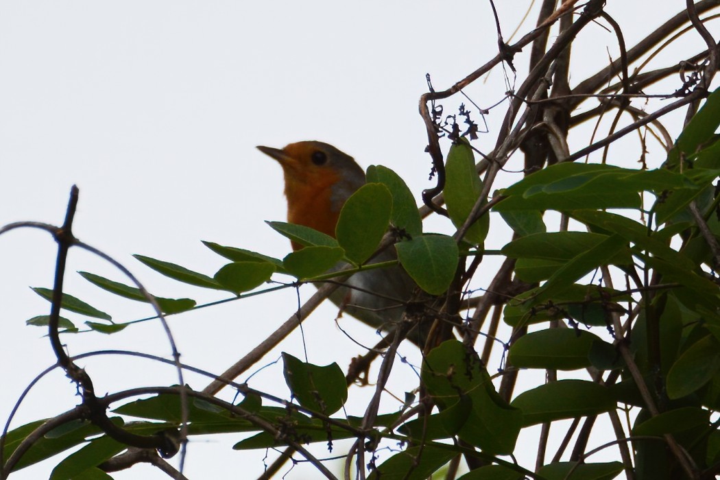 European Robin