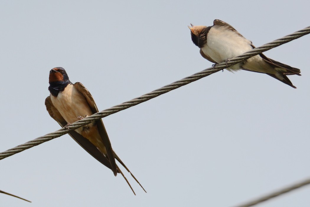 Barn Swallow