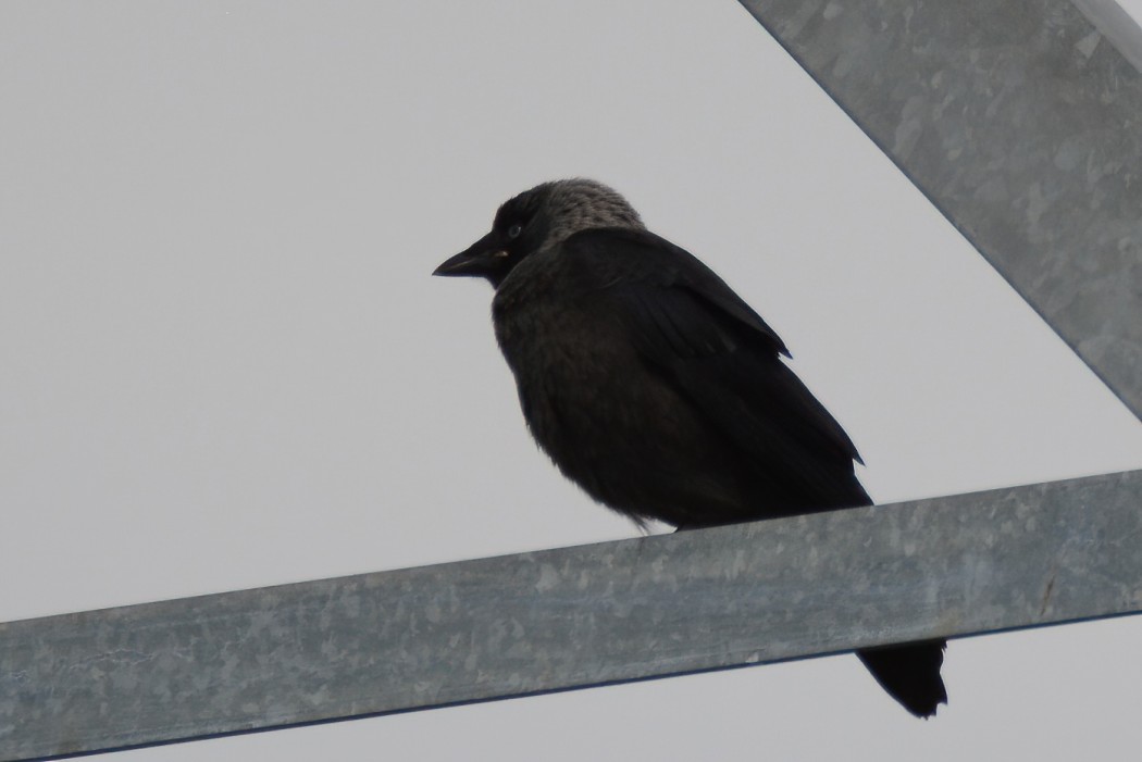 Western Jackdaw