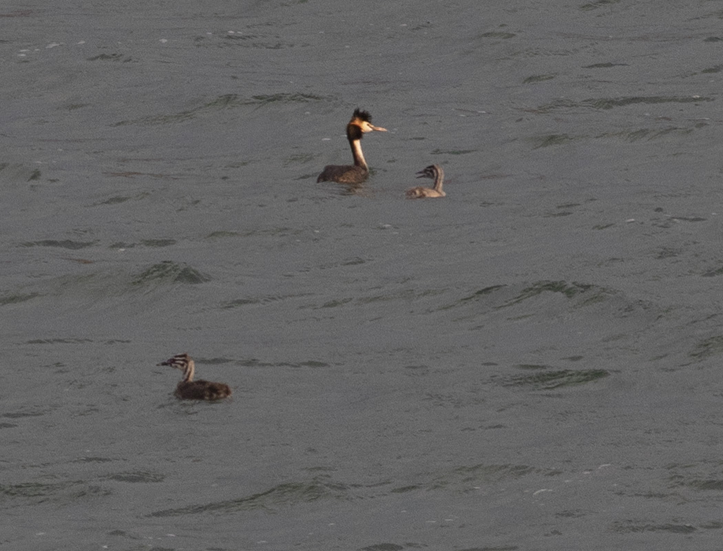 Great Crested Grebe