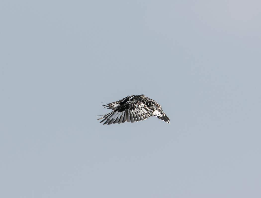 Pied Kingfisher