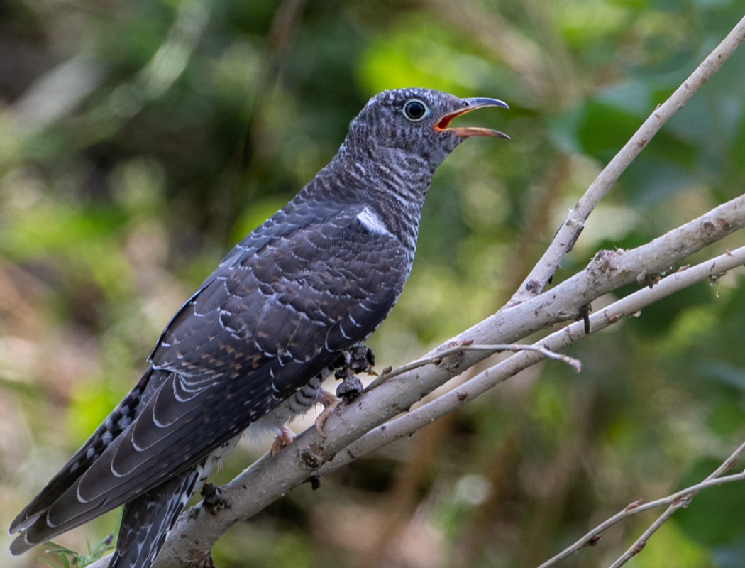 Common Cuckoo
