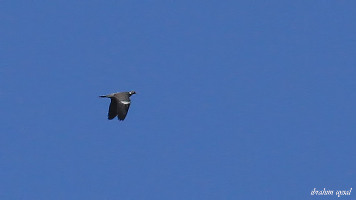 Common Wood Pigeon