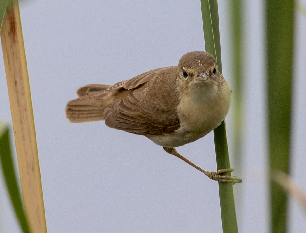Common Reed Warbler