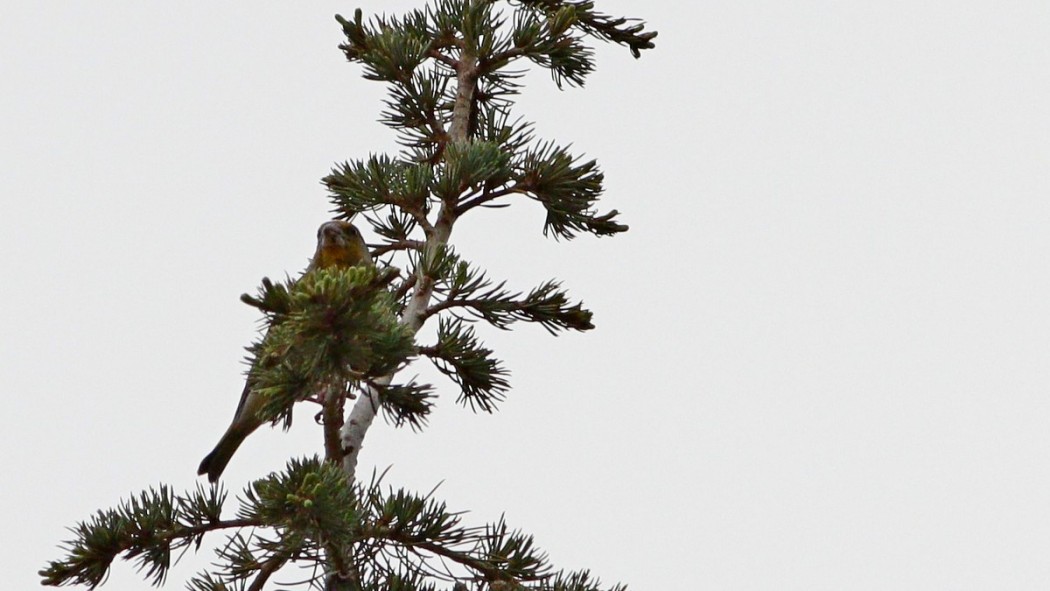 European Greenfinch