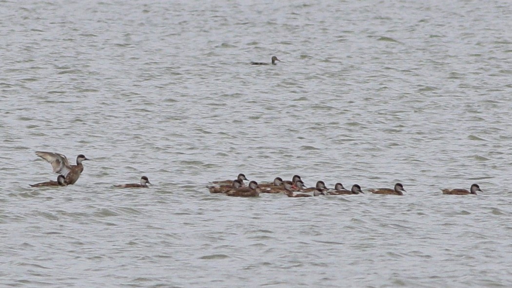 Red-crested Pochard