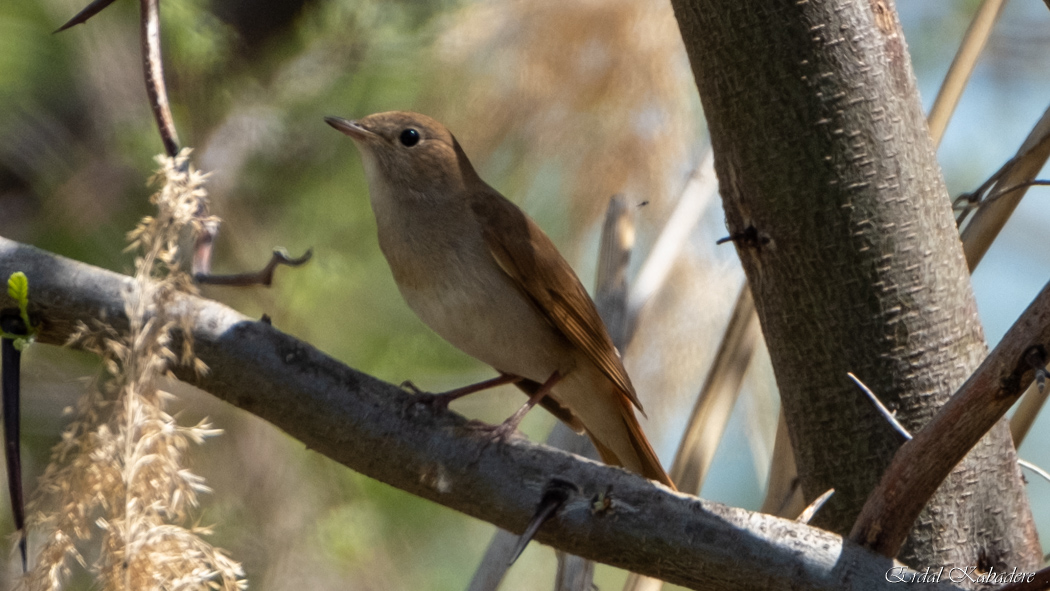 Common Nightingale