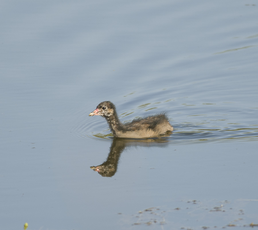 Little Grebe