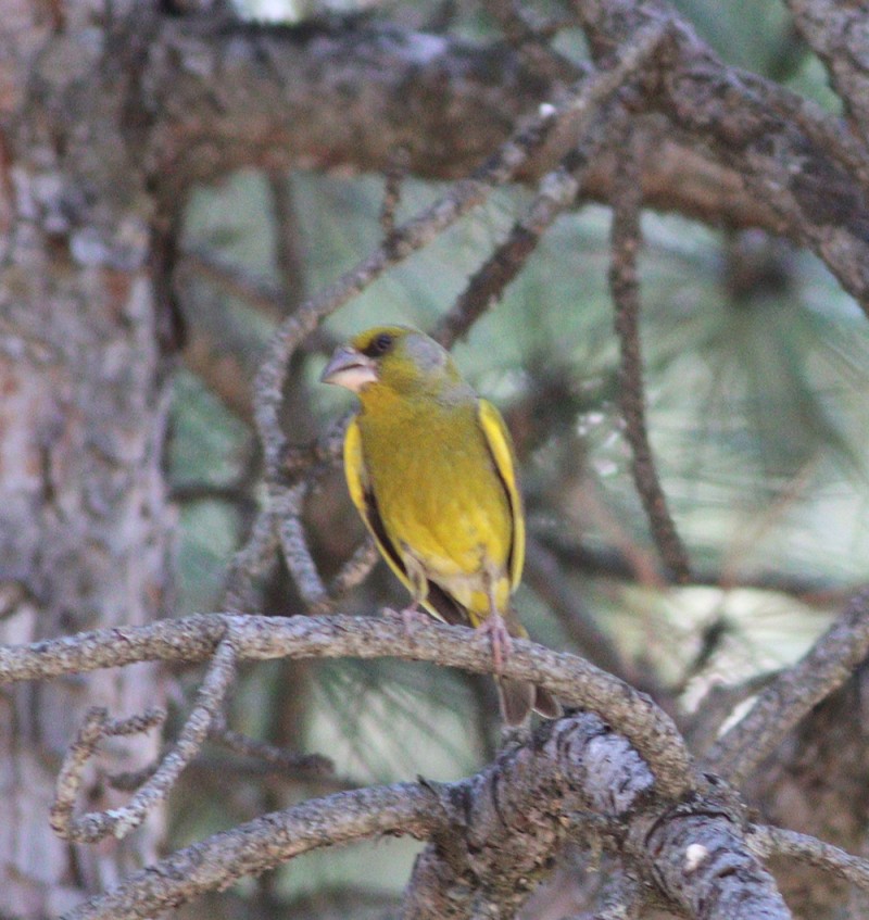 European Greenfinch