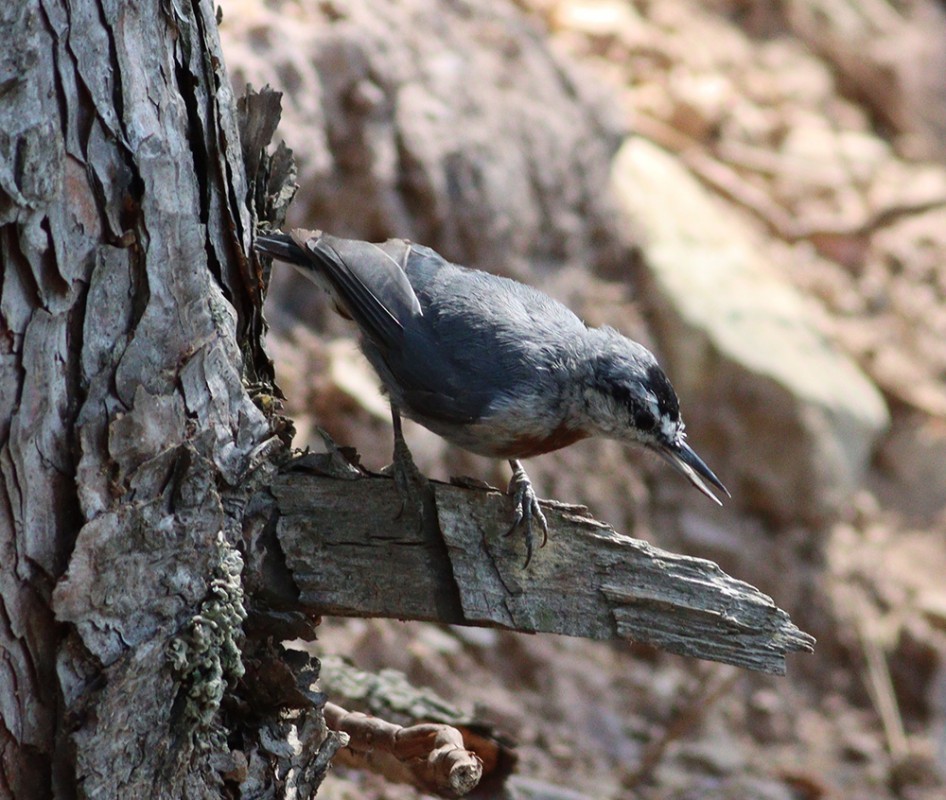Krüper`s Nuthatch