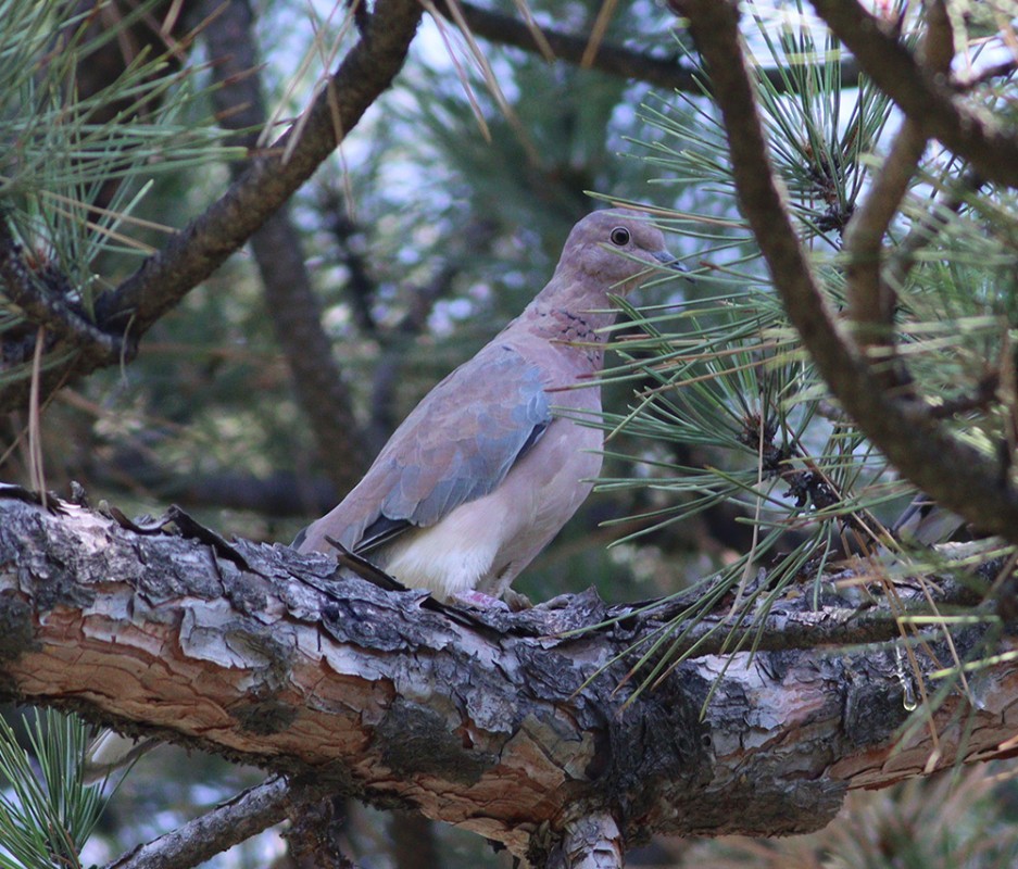 Laughing Dove