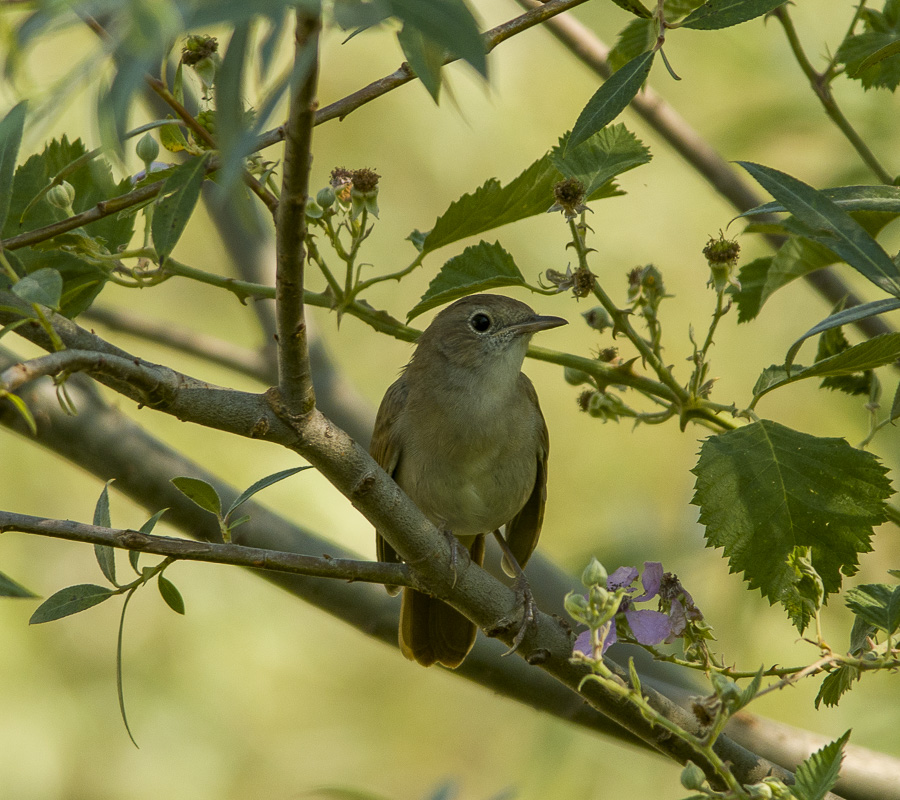 Common Nightingale
