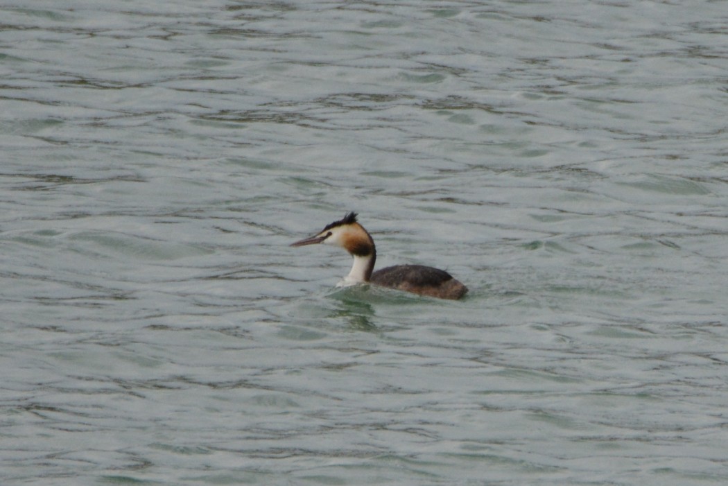 Great Crested Grebe