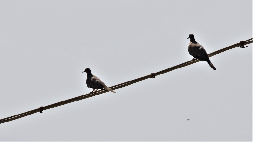 Eurasian Collared Dove