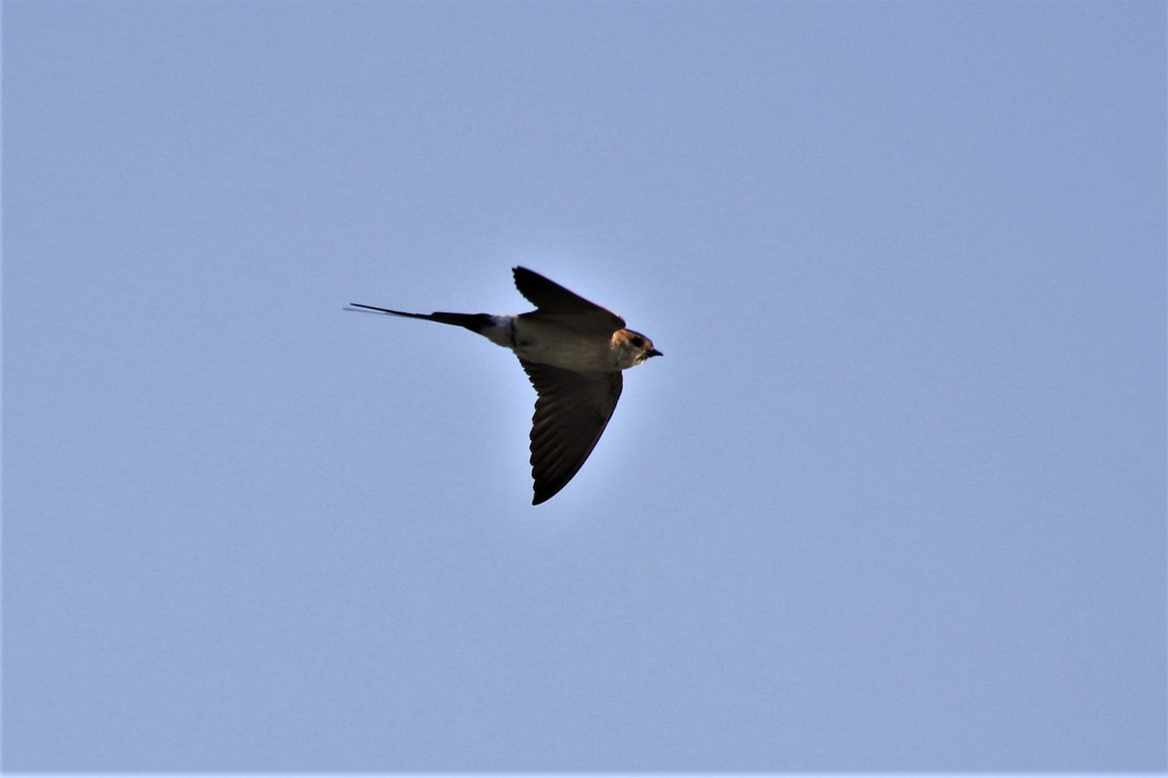 Red-rumped Swallow