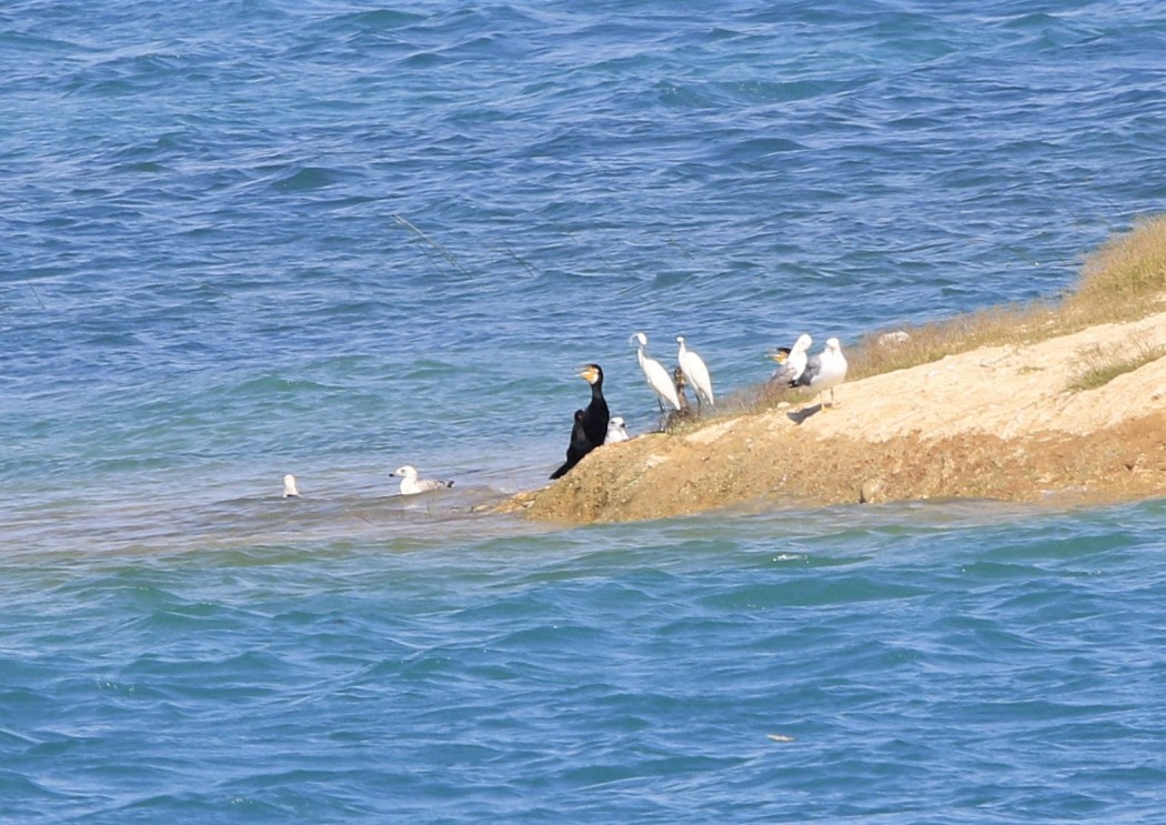 Great Cormorant