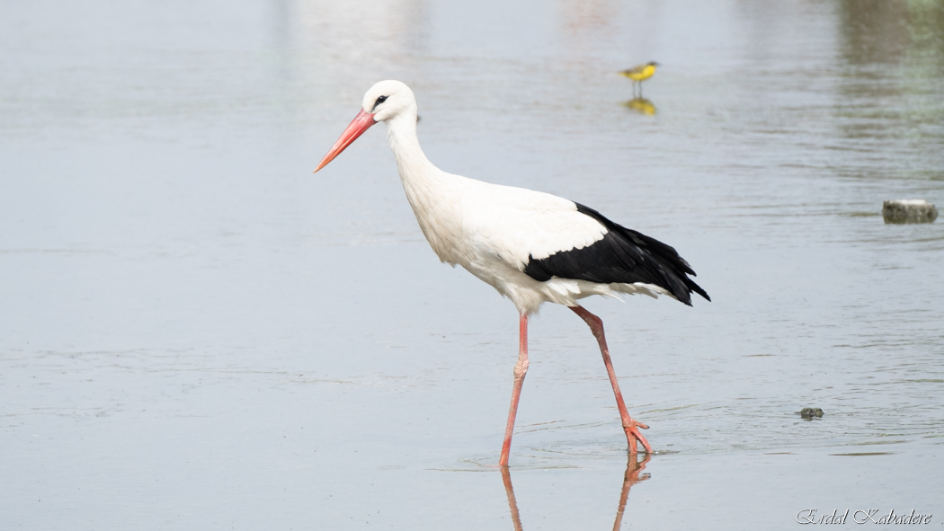 White Stork